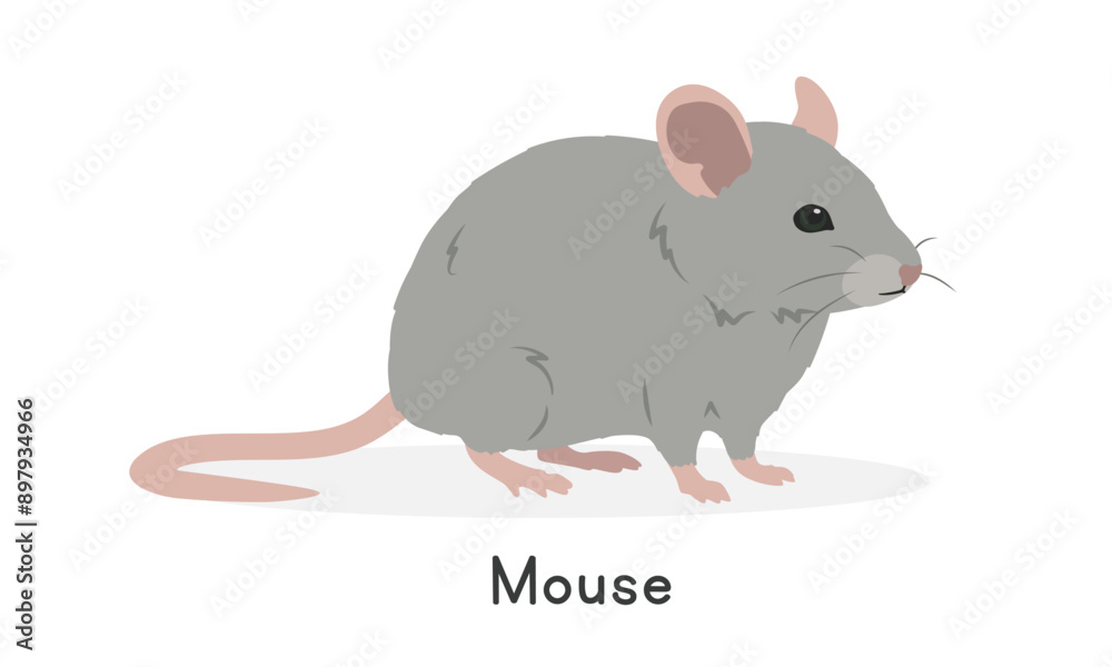 House mouse vector illustration, cartoon clipart character, animal in flat style. Wild animals, wild creatures, wildlife concept. Mouse vector design isolated on white background