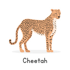 cheetah vector illustration, cartoon clipart character, animal in flat style. wild animals, wild cre