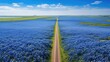 © Alesia - drone blue bonnet road