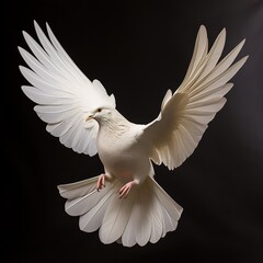 Wall Mural - white dove isolated on white