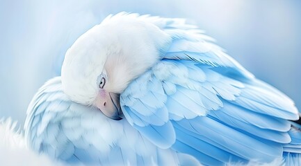 Poster - close up of a white parrot