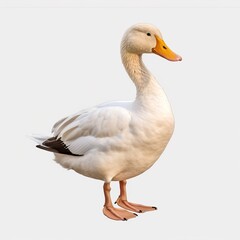 Poster - white goose isolated on white