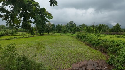 Wall Mural - Lush green rice field under a cloudy sky, showcasing the beauty of a monsoon landscape.