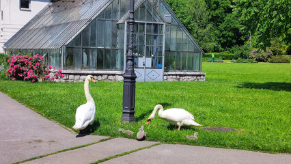 Wall Mural - swan family swimming in the pond and walking in the grass in the city park