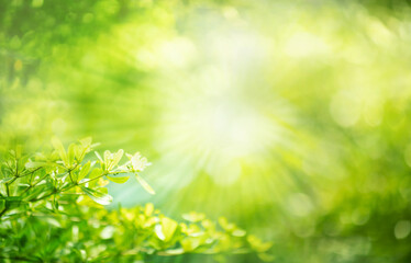 Wall Mural - Blurred of tree branch in garden with sunny flare light in morning.background of nature and environment