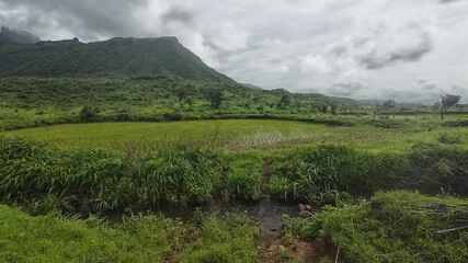 Wall Mural - Monsoon season transforms rice fields into lush green landscapes, framed by a moody, cloudy sky, highlighting nature's splendor.