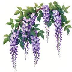 Purple wisteria flowers with green leaves.