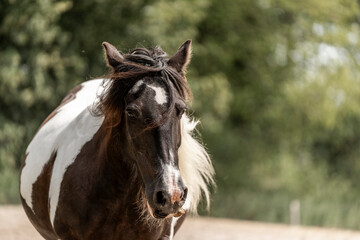 Wall Mural - white horse portrait