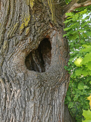 Poster - old tree with big hole