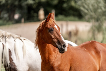 Wall Mural - brown horse portrait animal green natural