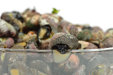 Canvas Print - Close-up of a live conch climbing glass from stacked other conchs, South Korea
