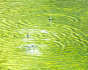 Wall Mural - Circles on the surface of water in nature. Abstract background