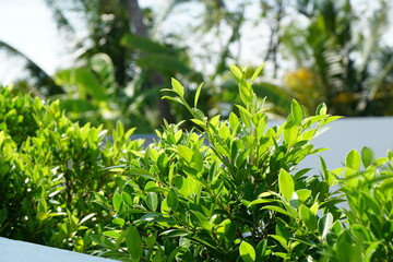 Banyan Tree (Ficus annulata Blume), tree line to nature fence with white wall at home. Cutting or pruning. gardening home outdoor space. Eco Lifestyle.