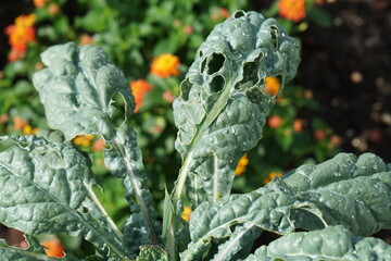 Grasshopper on green dino kale, insect pests, fresh morning light. Fresh homegrown, organic vegetables, raw food. Plant plot in urban farming. Nature and wildlife background.