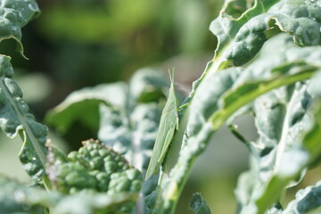 Wall Mural - Grasshopper on green dino kale, insect pests, fresh morning light. Fresh homegrown, organic vegetables, raw food. Plant plot in urban farming. Nature and wildlife background.