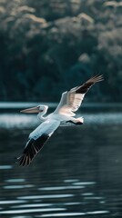 Wall Mural - A pelican flies gracefully over a serene lake at sunset