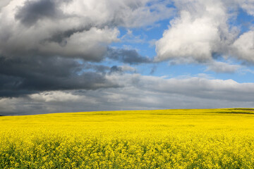 Canvas Print - rapeseed field and sky