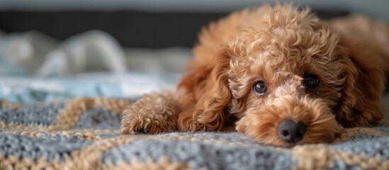 Poster - An adorable poodle puppy rests on a bedspread with a copy space image available