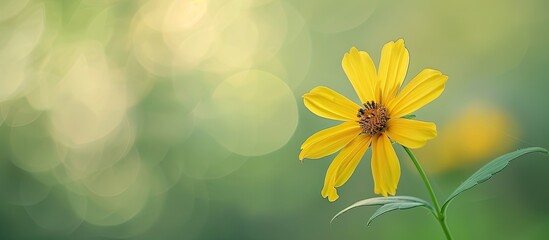 Fototapete - A delicate yellow bloom with slender petals set against a soft light green backdrop perfect for a copy space image