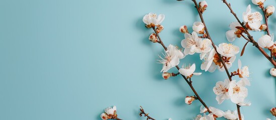 Sticker - Blooming apricot flowers against a blue backdrop with copy space image