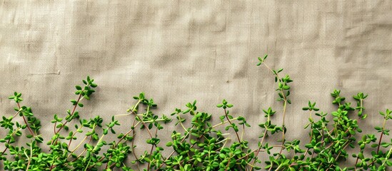 Aufkleber - Blooming fresh thyme herb and lemon thyme plants on a linen background with healthy greens creating an ideal copy space image