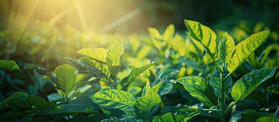 Poster - Close up view of tobacco bushes with vibrant green leaves illuminated by sunlight ideal for a copy space image