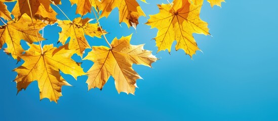 Poster - Bright yellow autumn leaves against a blue sky create a colorful fragment suitable as a copy space image