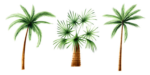 Set of green palm trees. Coconut trees clipart. Watercolor hand drawn floral jungle illustration isolated on background. For designers, postcards, greetings, birthday, calendar, wallpapers, wrapping p