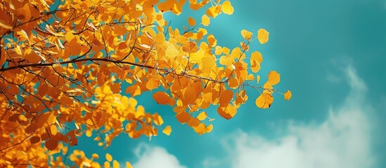 Poster - Bright yellow autumn leaves against a blue sky create a colorful fragment suitable as a copy space image