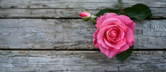 Wall Mural - A beautiful pink rose flower displayed on a wooden surface in an outdoor setting with ample copy space image