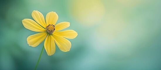 Fototapete - A delicate yellow bloom with slender petals set against a soft light green backdrop perfect for a copy space image