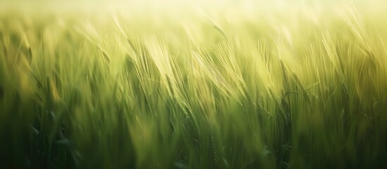 Poster - Blurred cornfield view creating an abstract background with plenty of copy space image