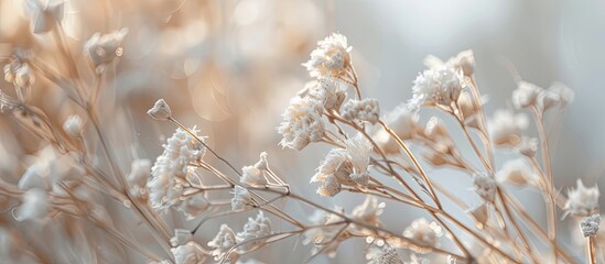 Aufkleber - Blurry background enhances close up shot of dried flowers in copy space image
