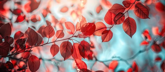 Sticker - Abundant red leaves clustered on a tree branch in a serene setting ideal for a copy space image