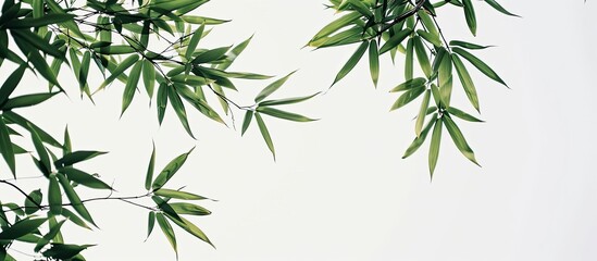 Aufkleber - A background image featuring bamboo leaves against a white sky. Creative banner. Copyspace image