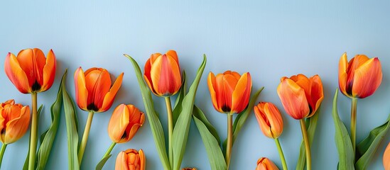 Poster - Top down view of bright orange tulips arranged on a pale blue surface with a Spring theme creating a cheerful backdrop with ample room for additional content in the image