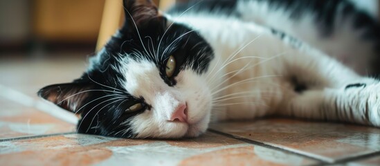 Poster - Detailed close up image of a cat s black and white face resting on floor tiles with ample copy space image