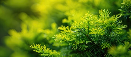 Poster - Close up image of the vibrant yellow green foliage of Thuja occidentalis Smaragd with selective focus ideal for a copy space image