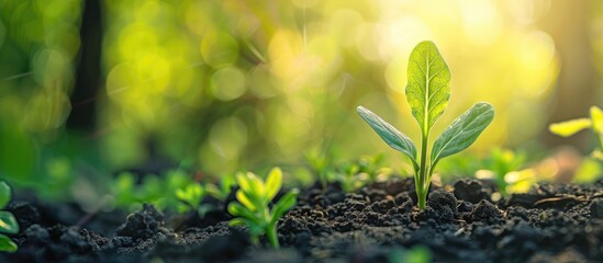 Poster - Closeup of a young sprout in spring with copy space image available