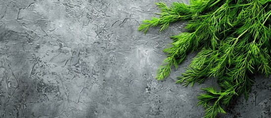 Poster - Top down view of vibrant green dill on a grey surface with ample copy space image