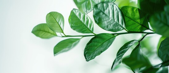 Fototapete - A blurred image of a green leafy branch against a white background with added copy space for text or other elements