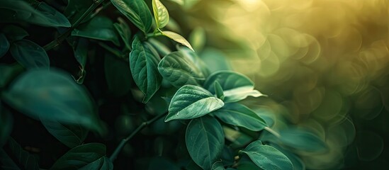 Poster - Blurred background complements leafy nature with text and copy space image