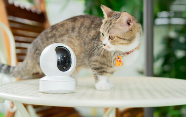 Cropped image of mini smart CCTV camera standing on the garden table with cute