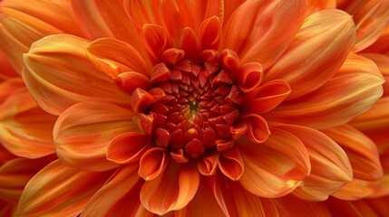 Wall Mural -  Close-up of an orange flower with water droplets on its petals and dewdrops in the center