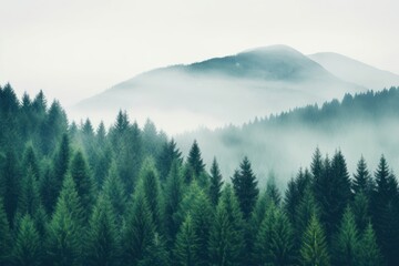 Poster - Forest land fog fir.