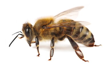 Wall Mural - Honeybee isolated on white background, side view