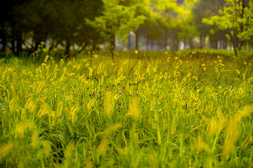 Wall Mural - Sage and pine trees in the fields, a concept of nature