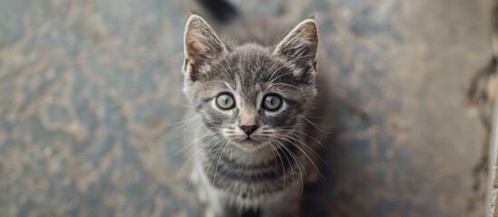 Poster - Adorable small gray kitten with green eyes sitting on the floor and looking at the camera in a top down shot with copy space image