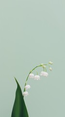 Sticker - Lily of the valley flower plant petal. .