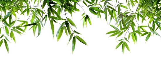 Poster - Bamboo leaves isolated on a white background suitable as a border or frame for a natural concept copy space image